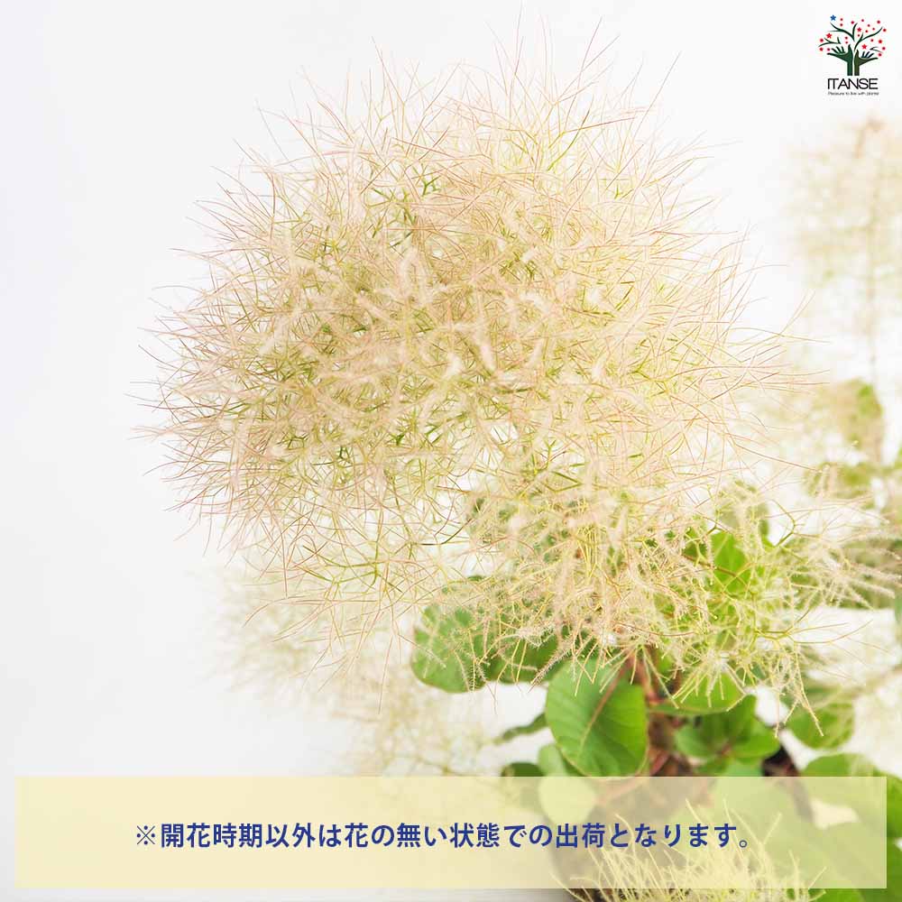 スモークツリー ピンクパール(グリーンボール) 【花木苗 5号／1個売り