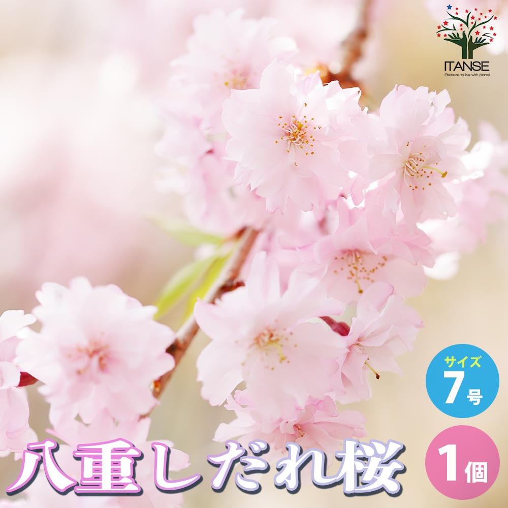 八重しだれ桜