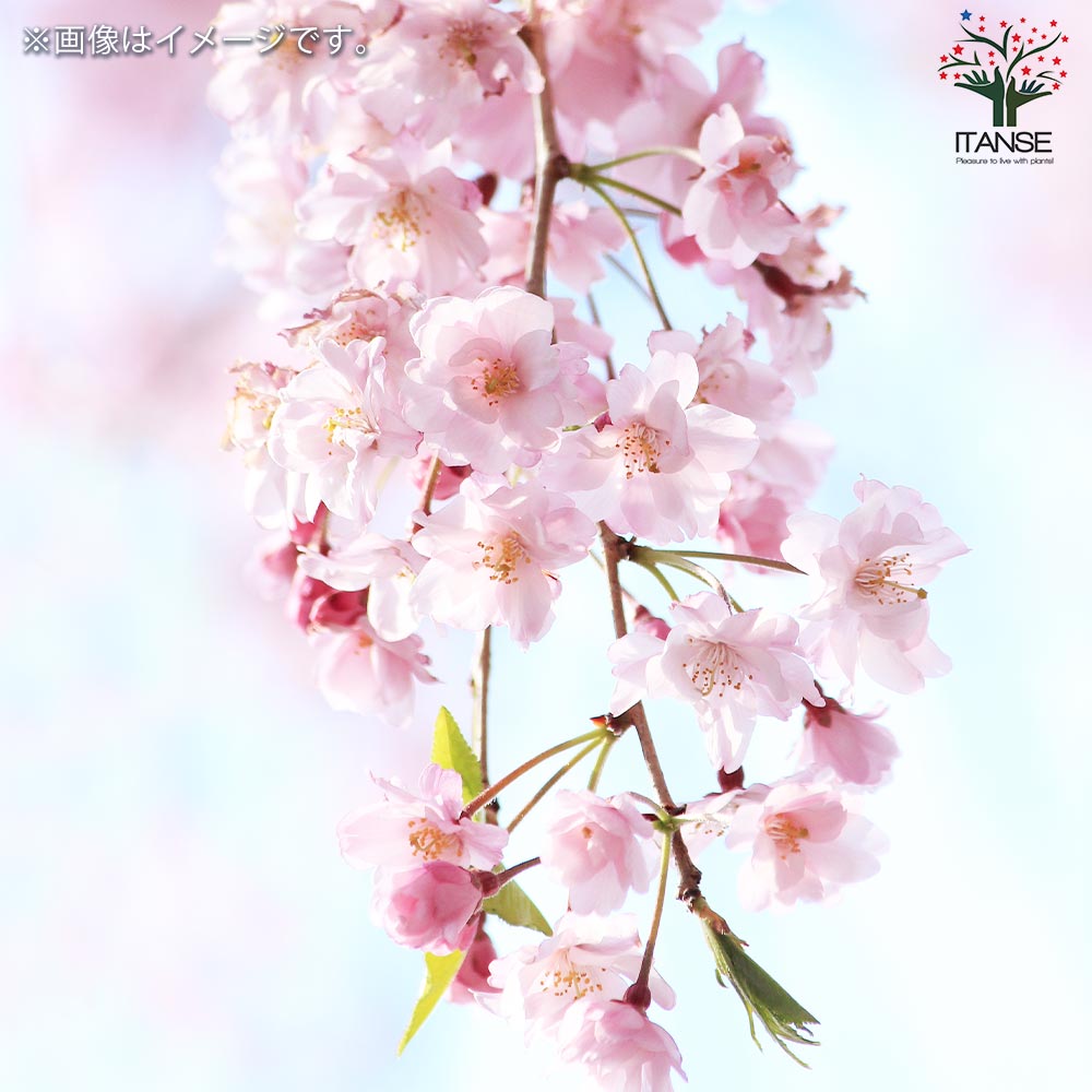 八重しだれ桜【庭木 7号鉢／1個売り】｜ 【植物のITANSE】全品