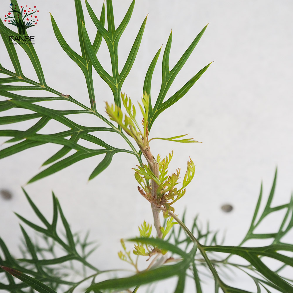 グレビレア ココナッツアイス【花苗 5号ポット／1個売り】｜ 【植物の