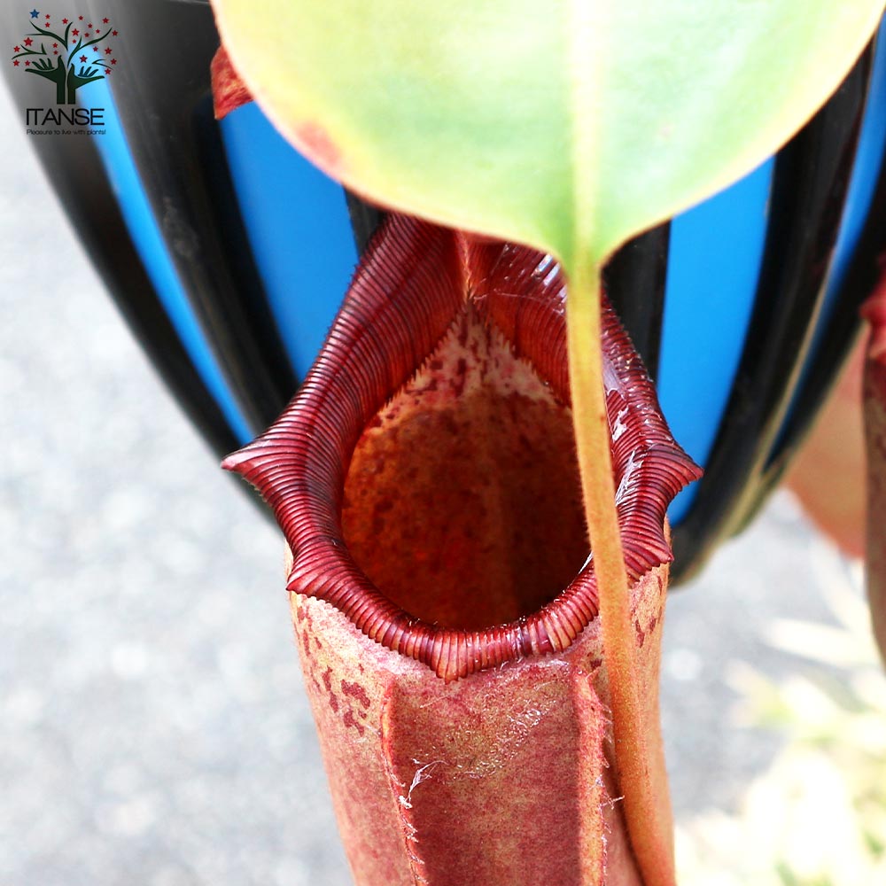 ネペンテス ビーチ赤ずきん×ローベン 【観葉植物 5号吊り鉢／1個売り