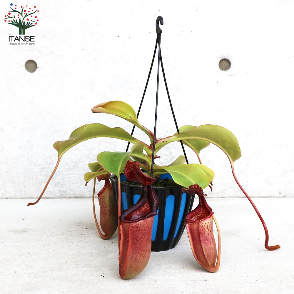 ネペンテス ビーチ赤ずきん×ローベン 【観葉植物 5号吊り鉢／1個