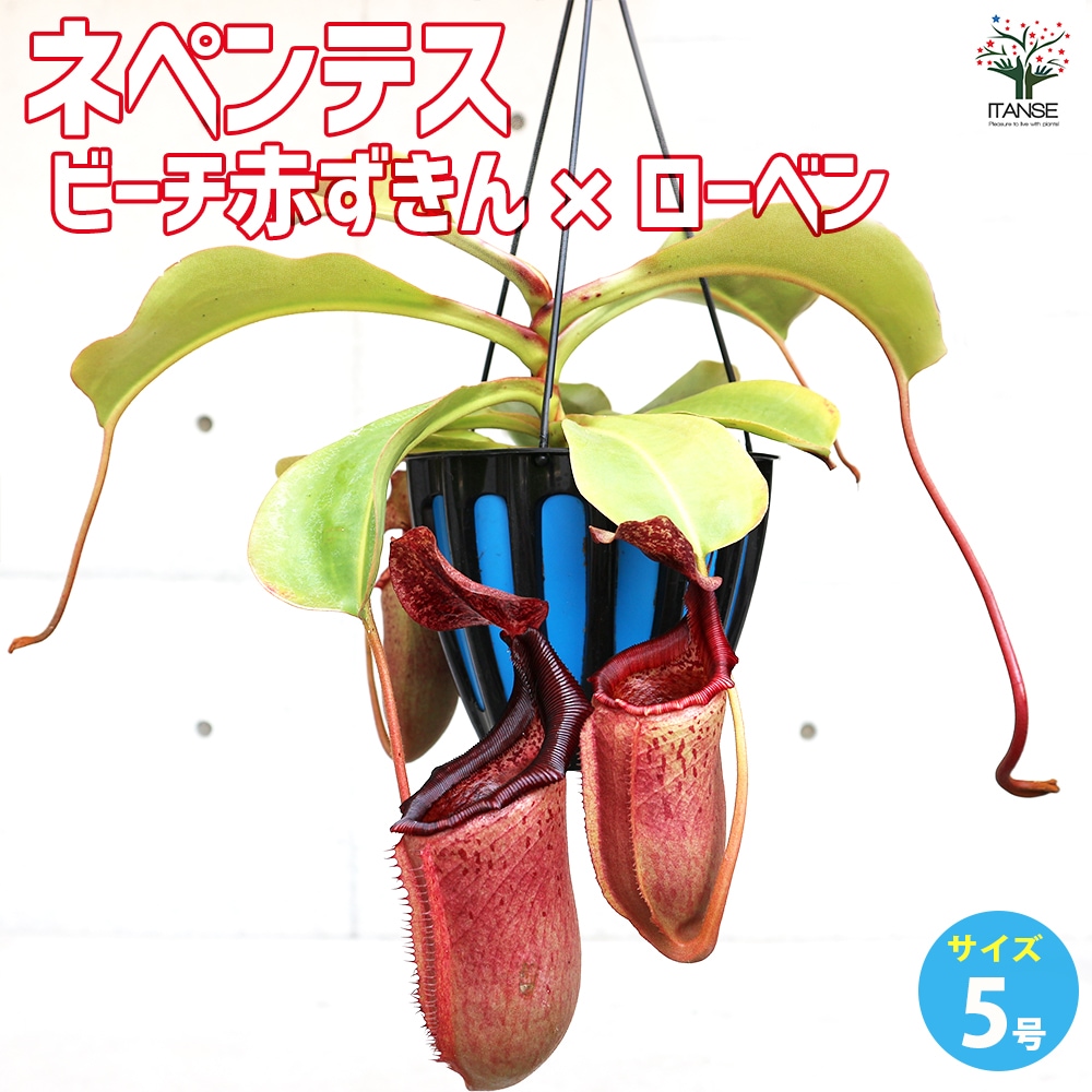 ネペンテス ビーチ赤ずきん×ローベン 【観葉植物 5号吊り鉢／1個売り】