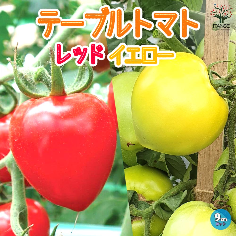 テーブルトマト レッド&イエロー ミニトマト苗【9cmポット自根苗／赤実＆黄色実セット】