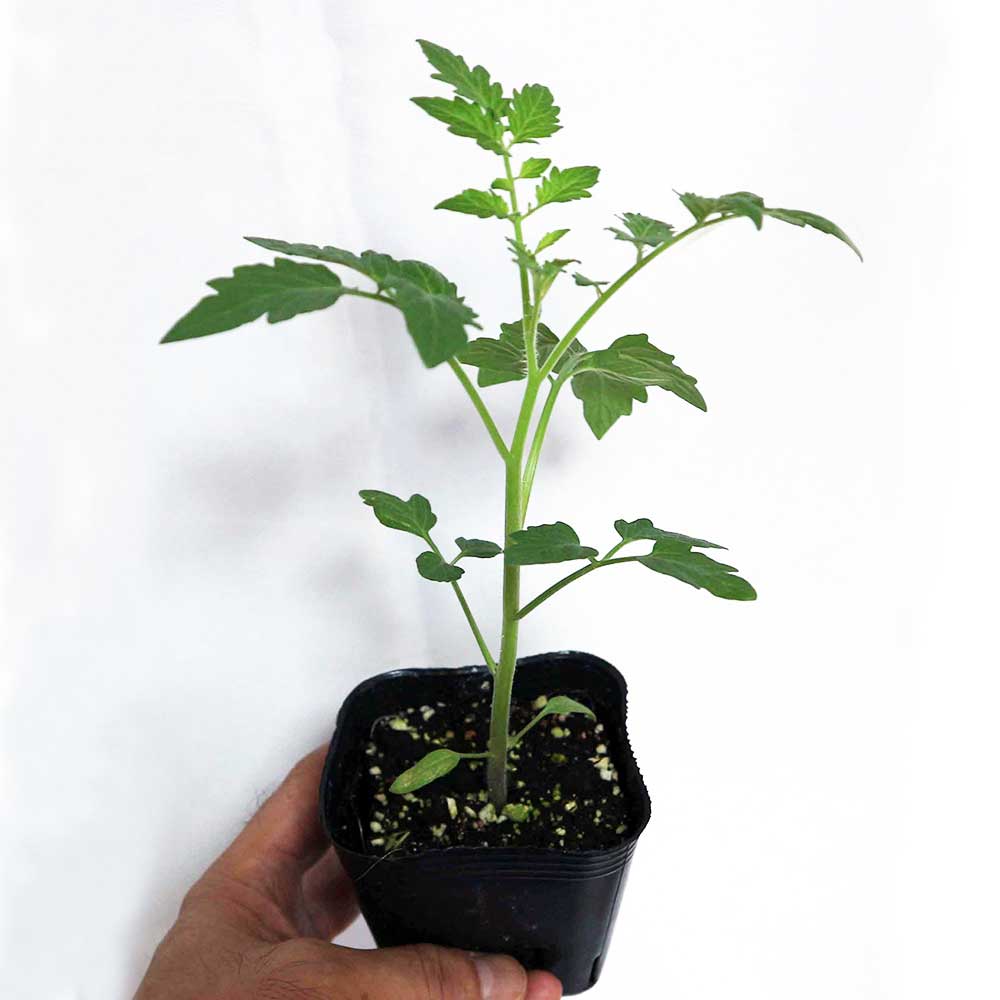 テーブルトマト レッド&イエロー ミニトマト苗【9cmポット自根苗／赤実＆黄色実セット】