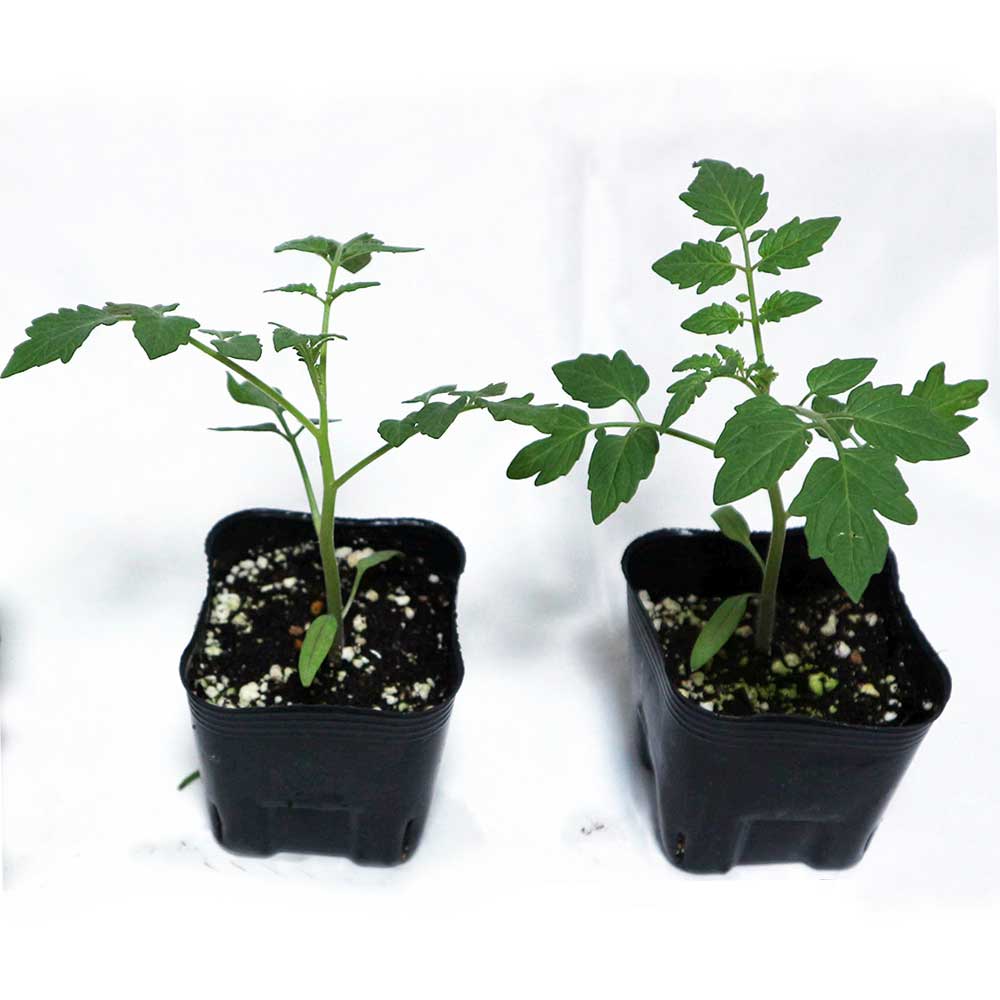 テーブルトマト レッド&イエロー ミニトマト苗【9cmポット自根苗／赤実＆黄色実セット】