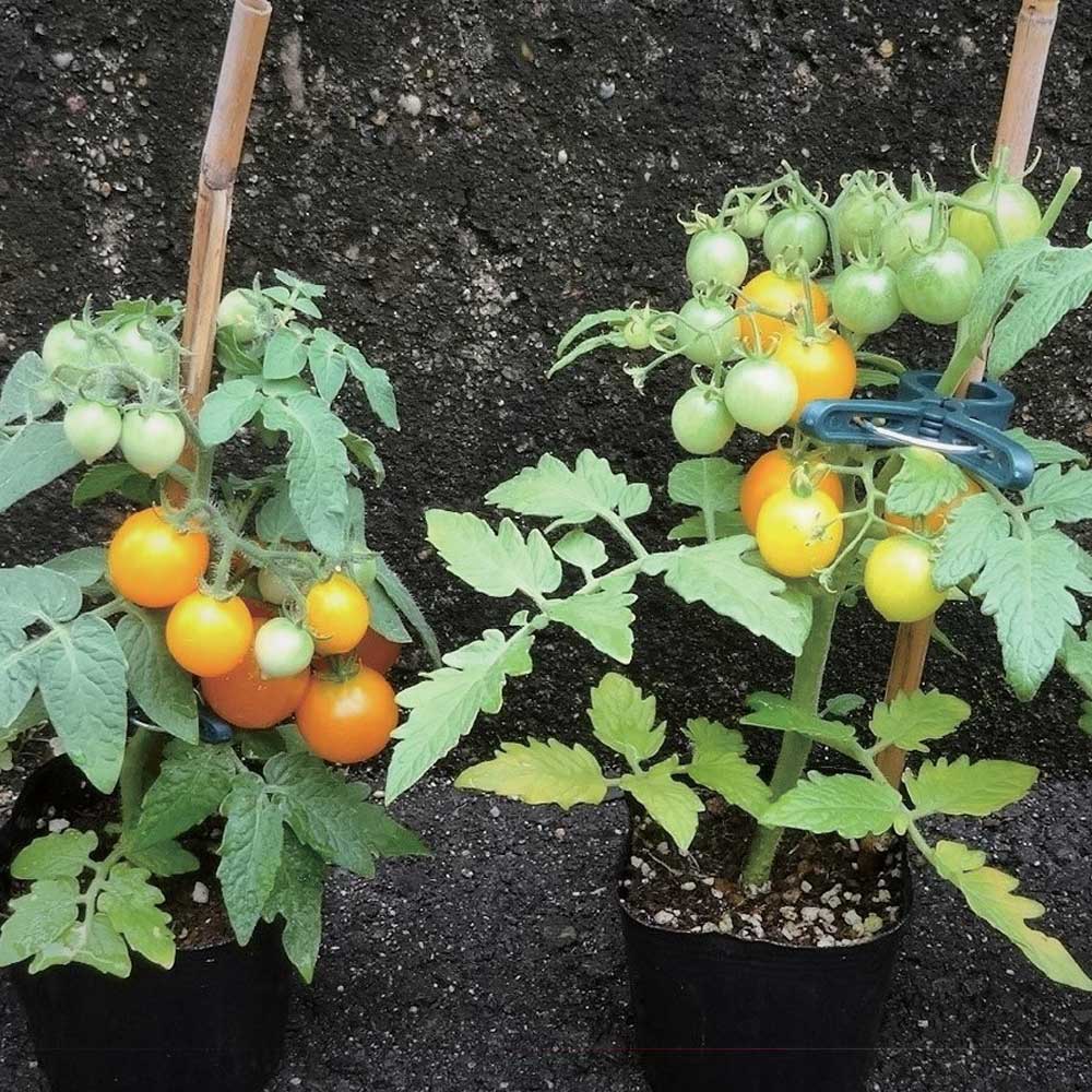 テーブルトマト レッド&イエロー ミニトマト苗【9cmポット自根苗／赤実＆黄色実セット】