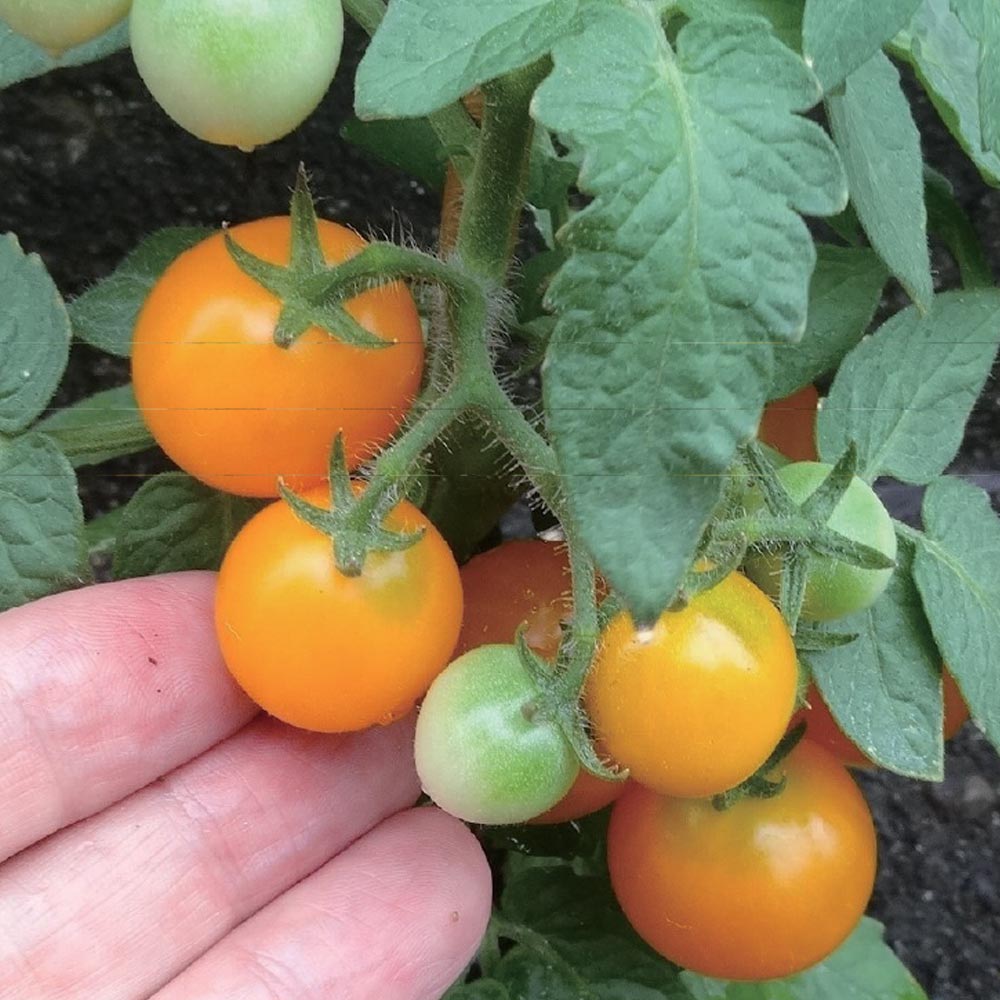 テーブルトマト レッド&イエロー ミニトマト苗【9cmポット自根苗／赤実＆黄色実セット】