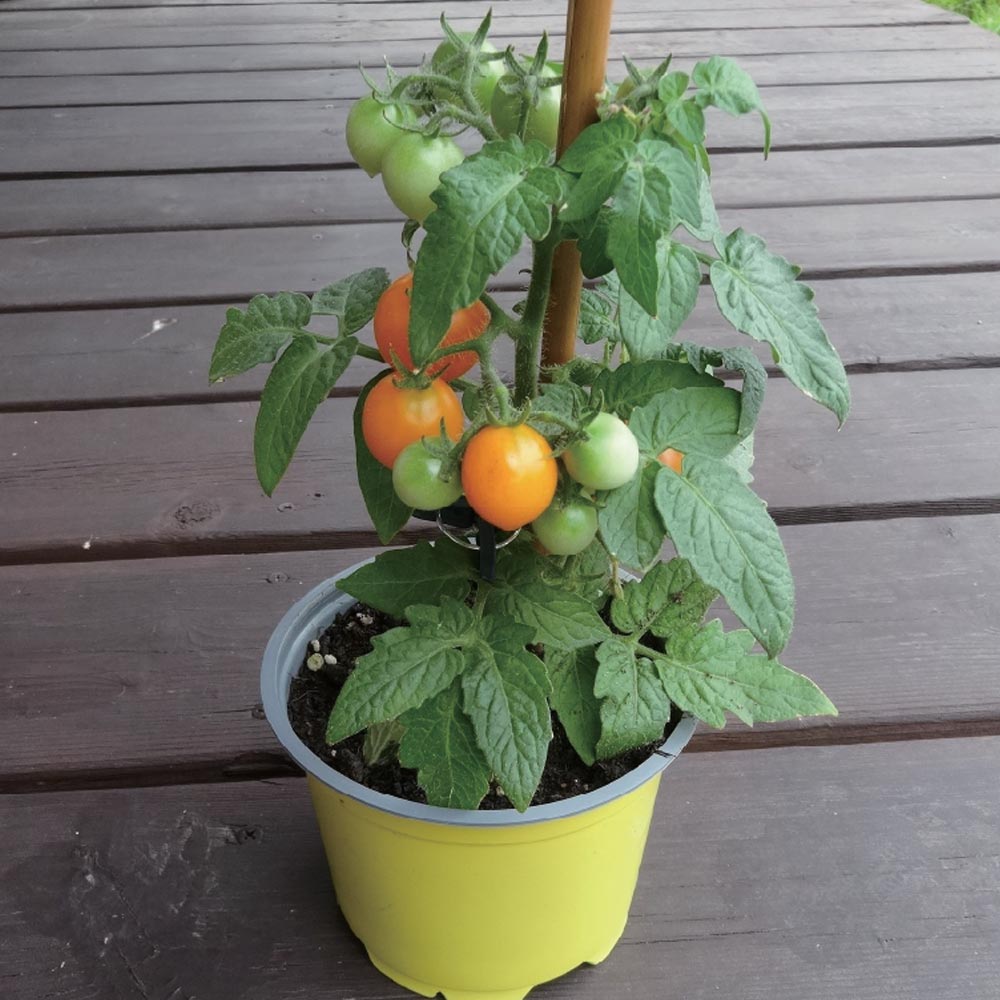 テーブルトマト レッド&イエロー ミニトマト苗【9cmポット自根苗／赤実＆黄色実セット】