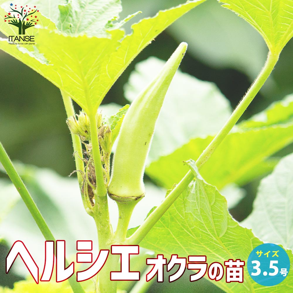 オクラの苗 ヘルシエ【野菜の苗 3.5号ポット／お買い得4個セット】