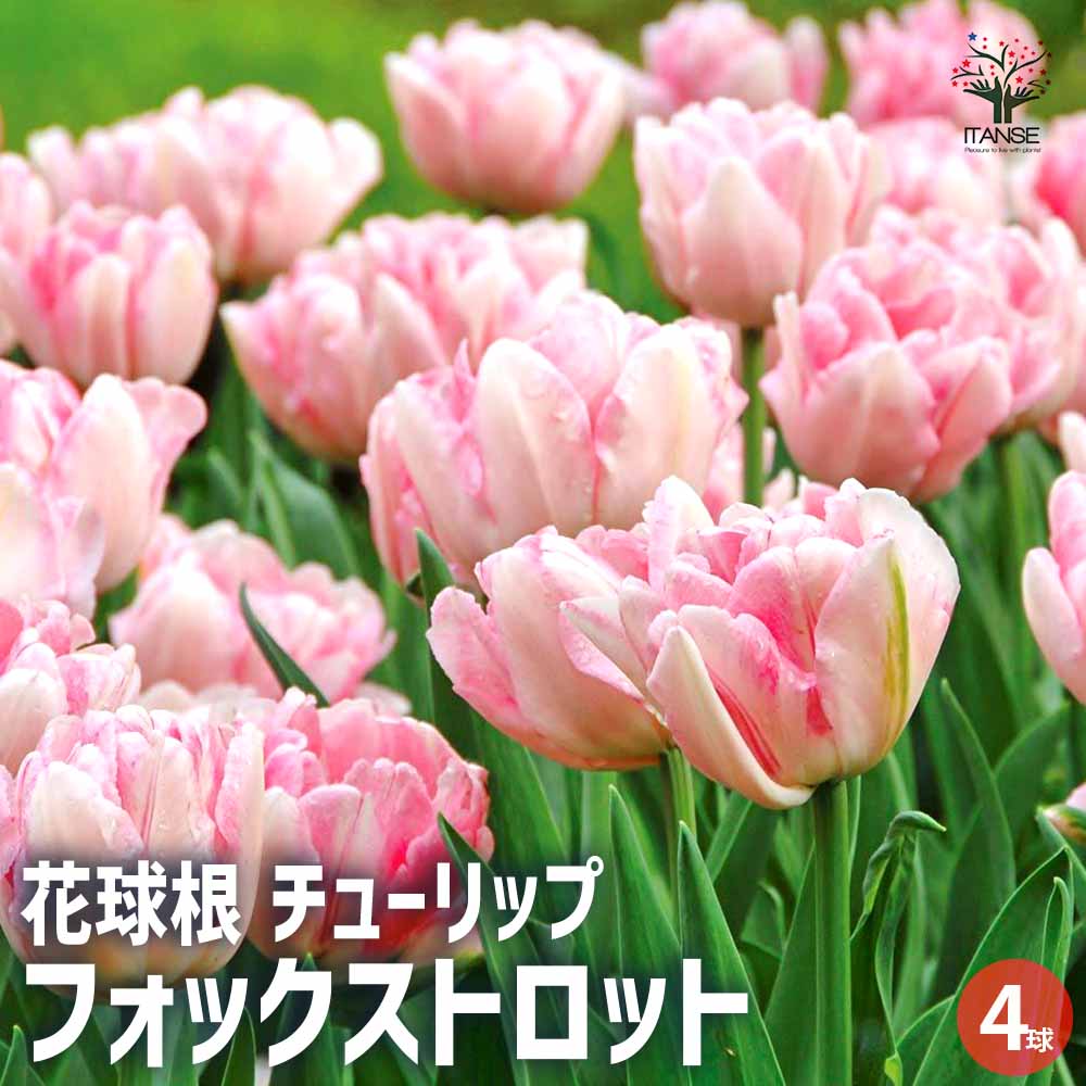 チューリップ フォックストロット