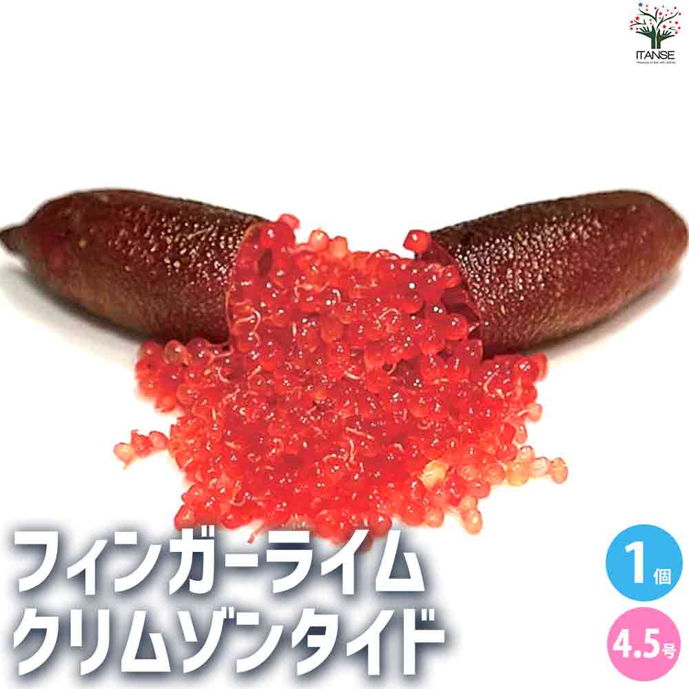 フィンガーライム クリムゾンタイド 【果樹の苗木 4.5号ポット／1個売り】