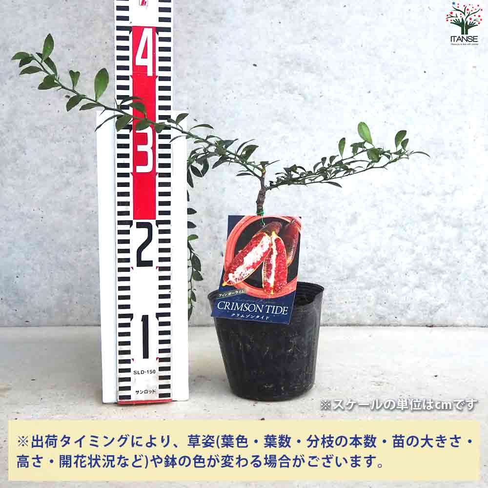 フィンガーライム クリムゾンタイド 【果樹の苗木 4.5号ポット／1個売り】
