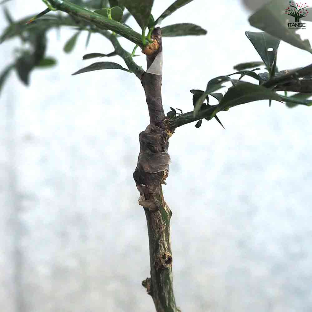 フィンガーライム クリムゾンタイド 【果樹の苗木 4.5号ポット／1個売り】