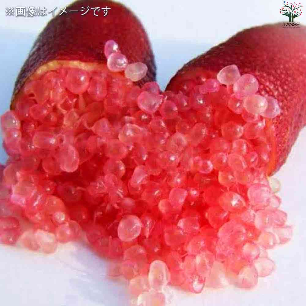 フィンガーライム クリムゾンタイド 【果樹の苗木 4.5号ポット／1個売り】