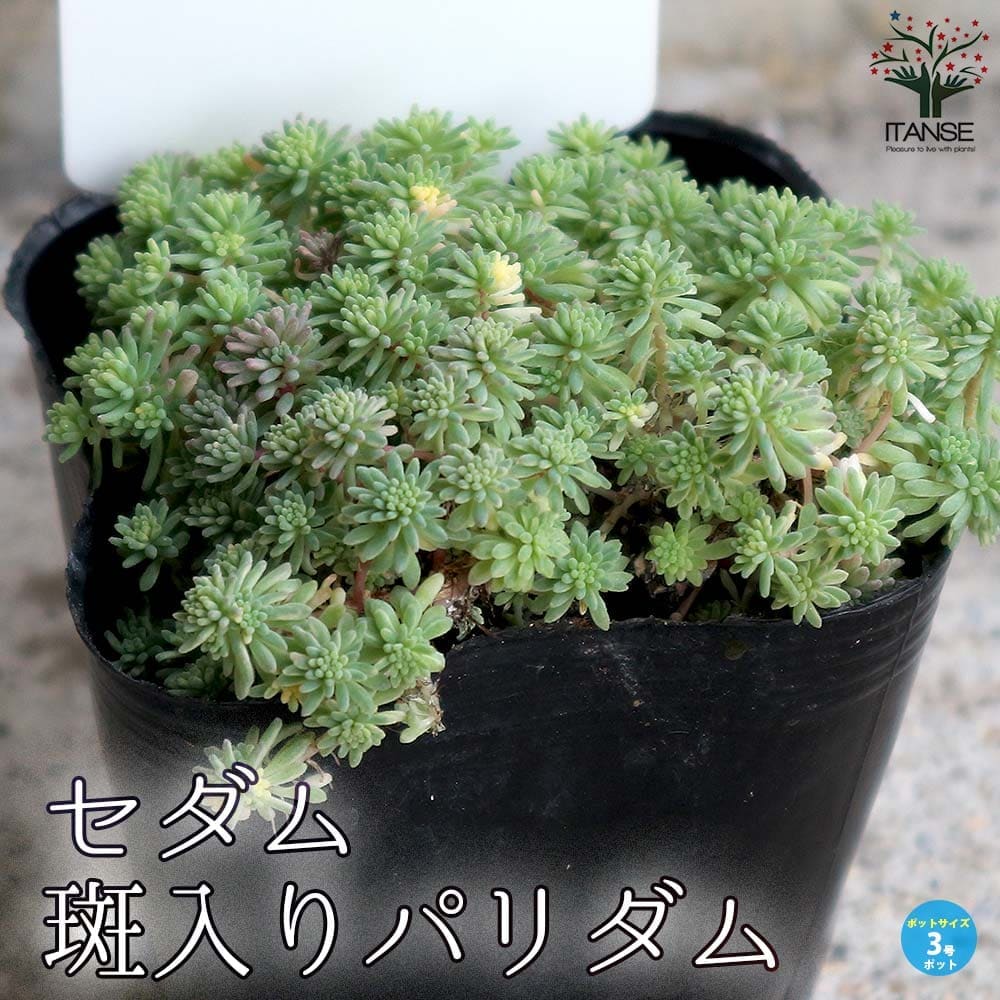 セダム・斑入りパリダム2個～【多肉植物 3号ポット苗 グランドカバー】