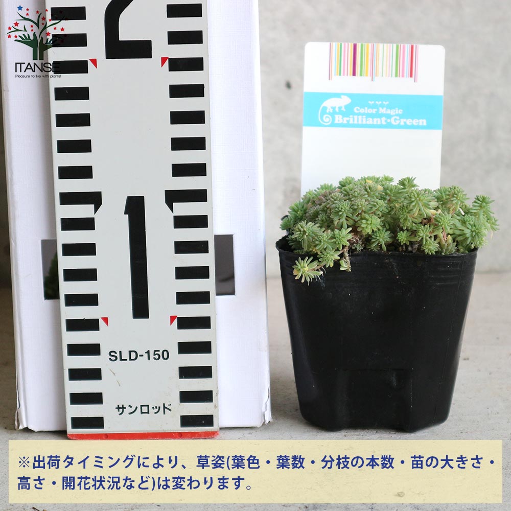 セダム・斑入りパリダム2個～【多肉植物 3号ポット苗 グランドカバー】