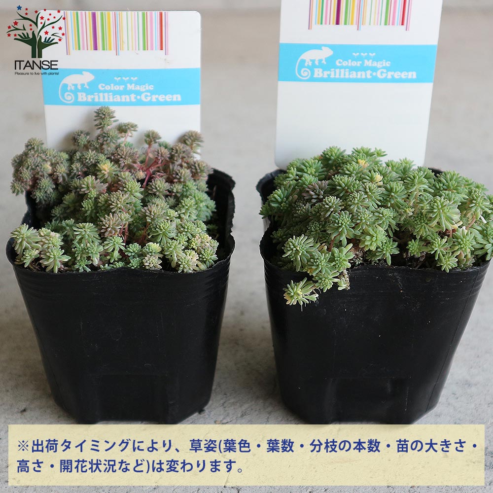 セダム・斑入りパリダム2個～【多肉植物 3号ポット苗 グランドカバー
