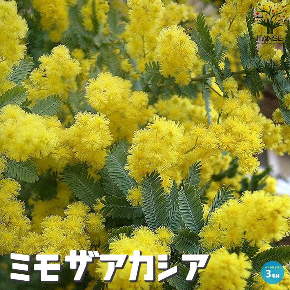 ギンヨウアカシア ミモザ 鉢植え 有限会社千秋園 | ギンヨウアカシア