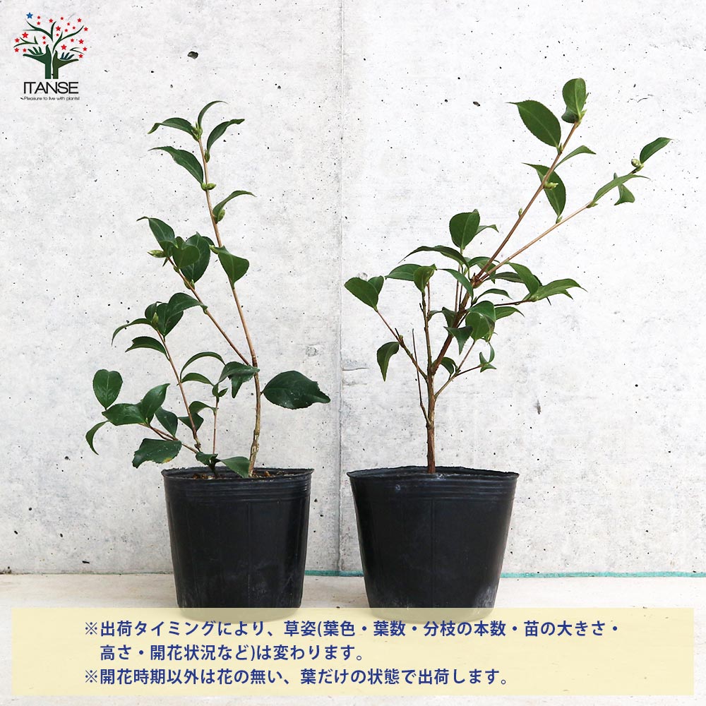 山ちゃん　白椿　八重咲き　挿し木ポット苗　矢車天人菊の種　2個 椿(つばき)の苗木 品種：菊花茶(きっかちゃ)【庭木 3号ポット