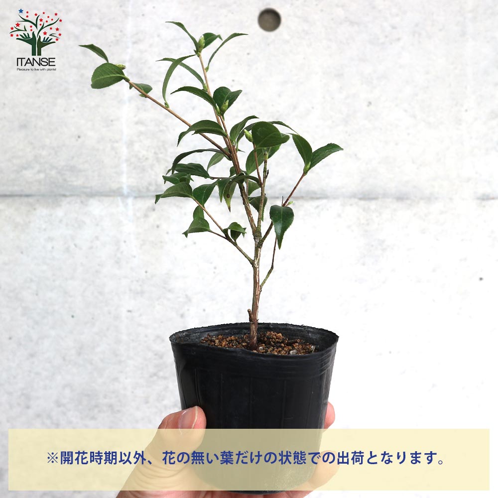 山ちゃん　白椿　八重咲き　挿し木ポット苗　矢車天人菊の種　2個 tn06-357s002-02.jpg