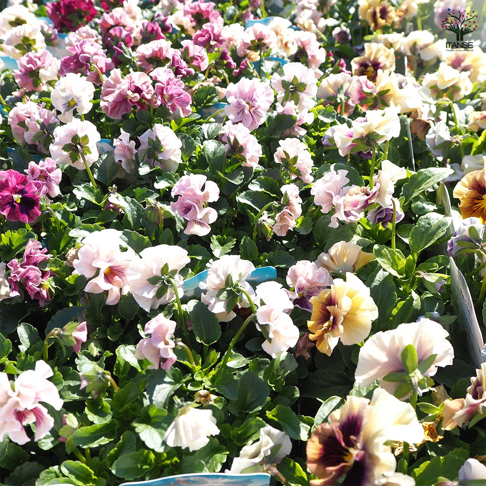 うえたコレクション パンジー・ビオラ4個～【花苗 3.5号ポット 色ミックス】