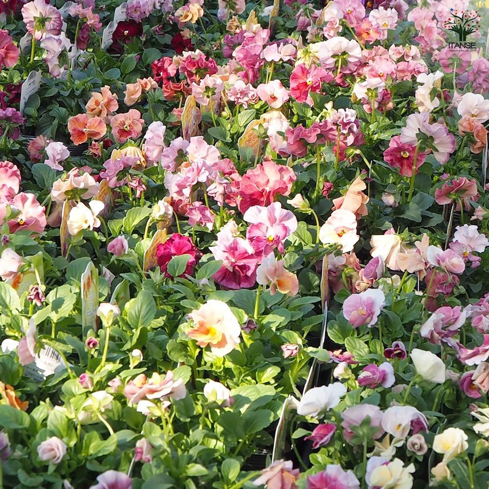 うえたコレクション パンジー&ビオラ4個～【花苗 3.5号ポット 色