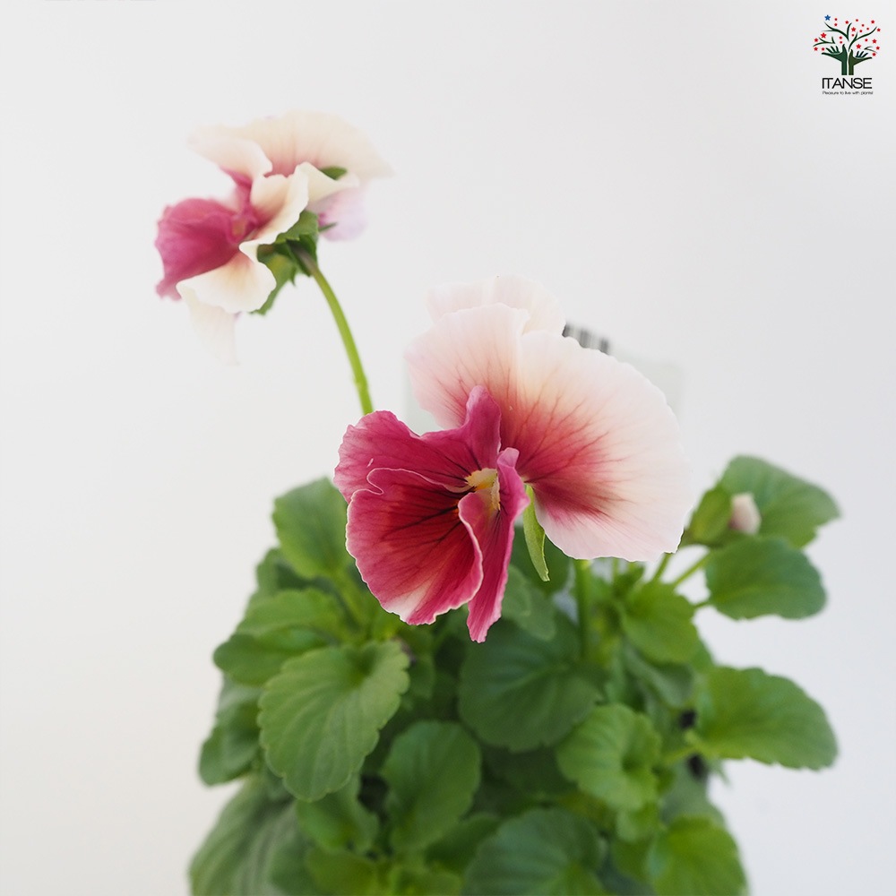 うえたコレクション パンジー&ビオラ4個～【花苗 3.5号ポット 色