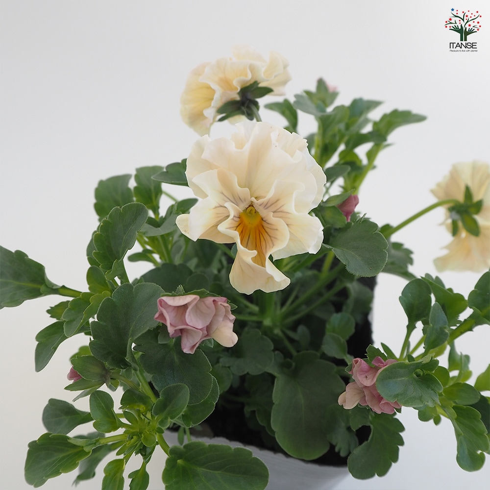 うえたコレクション パンジー&ビオラ4個～【花苗 3.5号ポット 色