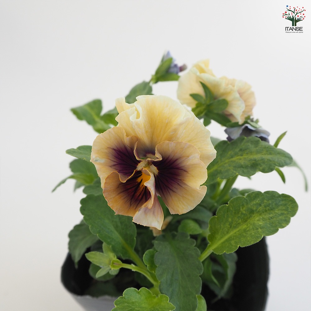 うえたコレクション パンジー・ビオラ4個～【花苗 3.5号ポット 色ミックス】