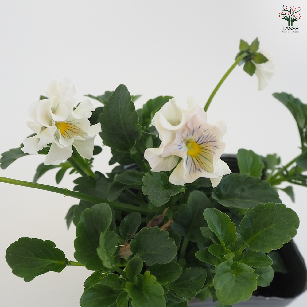 うえたコレクション パンジー・ビオラ4個～【花苗 3.5号ポット 色ミックス】