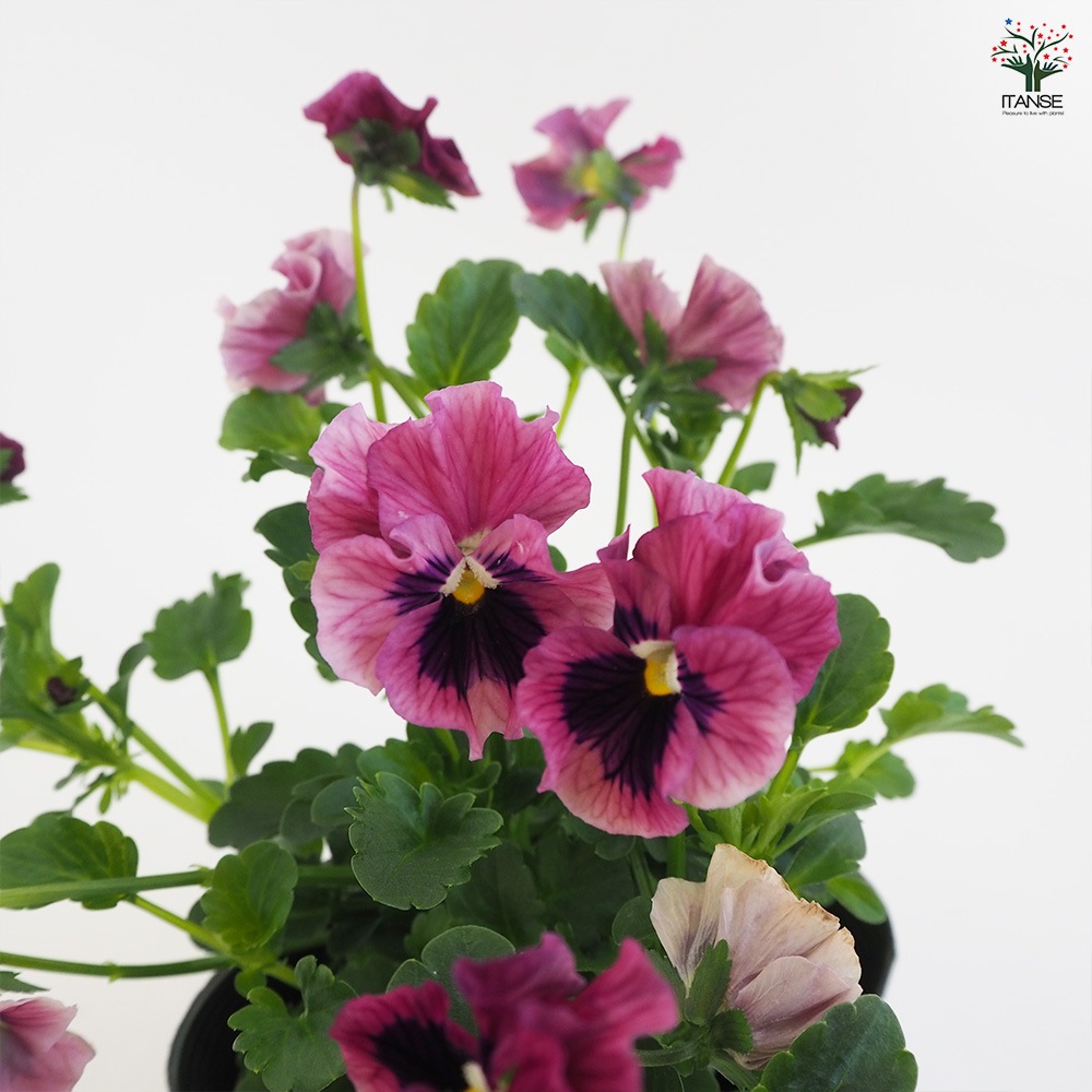 うえたコレクション パンジー&ビオラ4個～【花苗 3.5号ポット 色