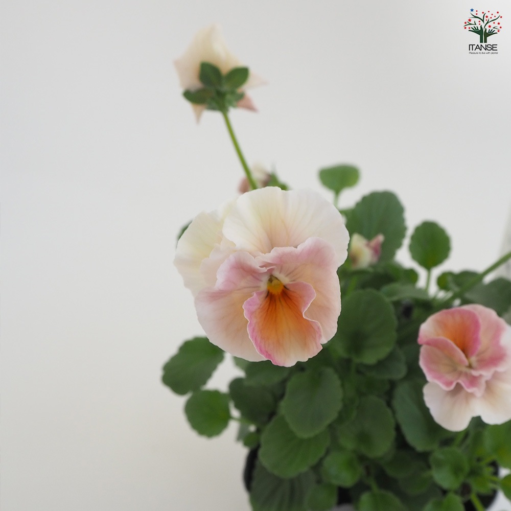 3*)様 ビオラ♡パンジー うえたコレクション パンジー・ビオラ4個～【花苗 3.5号ポット 色