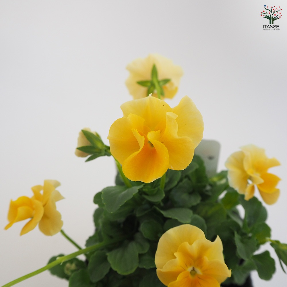 うえたコレクション パンジー・ビオラ4個～【花苗 3.5号ポット 色ミックス】