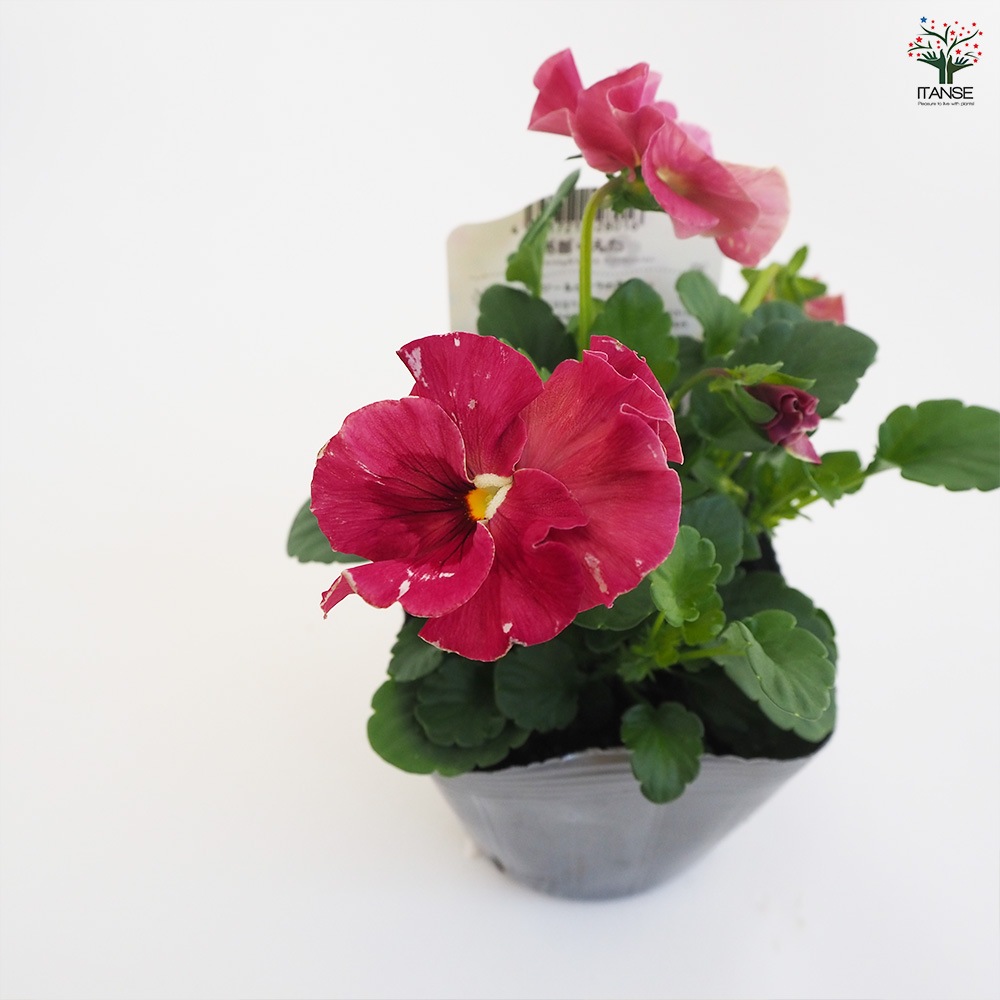 うえたコレクション パンジー・ビオラ4個～【花苗 3.5号ポット 色ミックス】