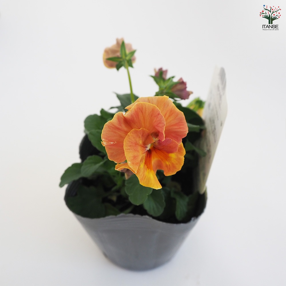 うえたコレクション パンジー&ビオラ4個～【花苗 3.5号ポット 色