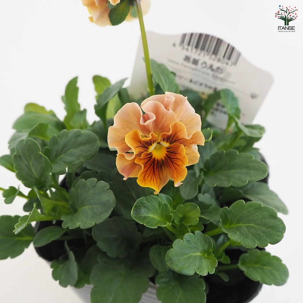 うえたコレクション パンジー&ビオラ4個～【花苗 3.5号ポット 色