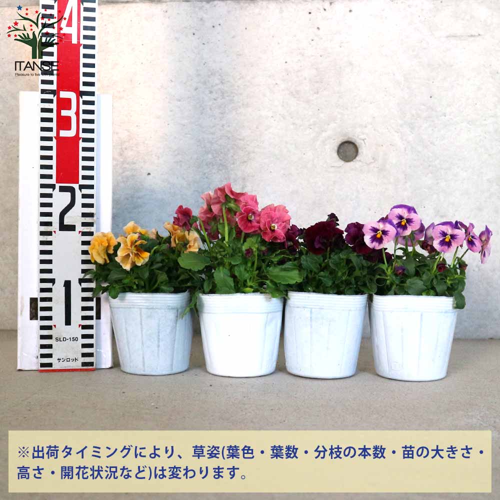 うえたコレクション パンジー・ビオラ4個～【花苗 3.5号ポット 色ミックス】