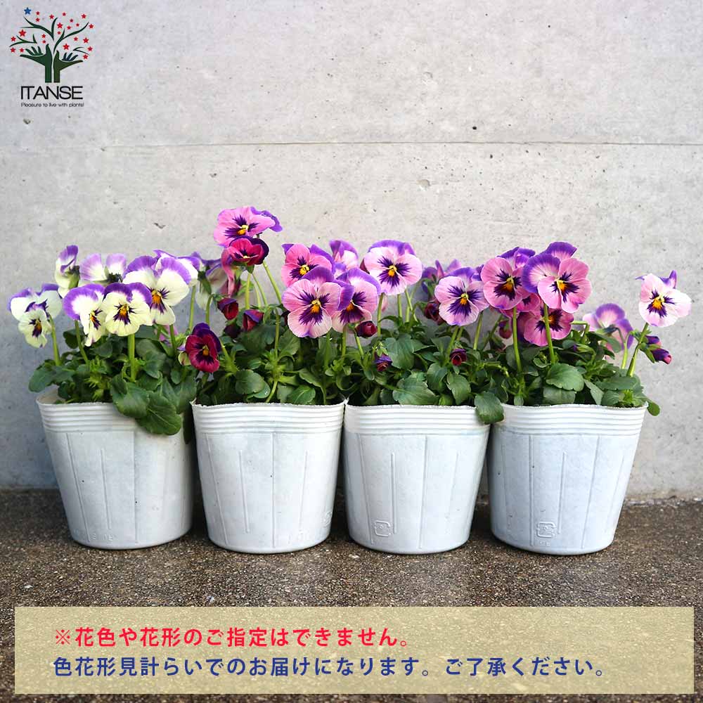 パンジー１号様　おまとめ パンジービオラ総まとめ（2025年の記録）  11月〜3月完結