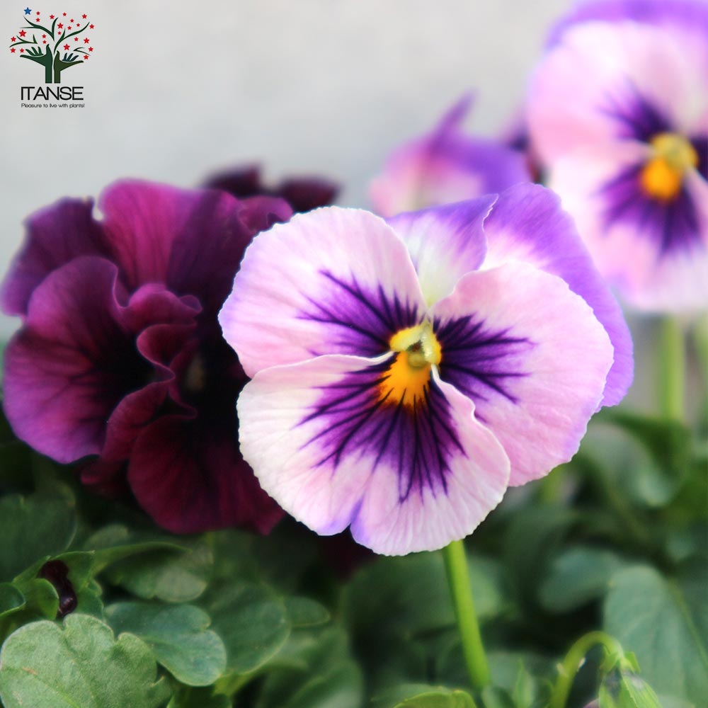 うえたコレクション パンジー&ビオラ4個～【花苗 3.5号ポット 色