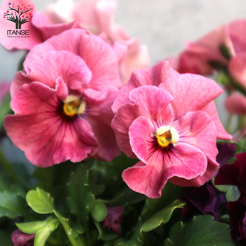 可愛い♡ときめきビオラ♡フリンジエッジ♡3.5号♡ポットごと宅急便