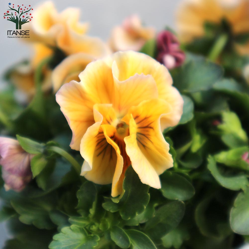 うえたコレクション パンジー・ビオラ4個～【花苗 3.5号ポット 色ミックス】