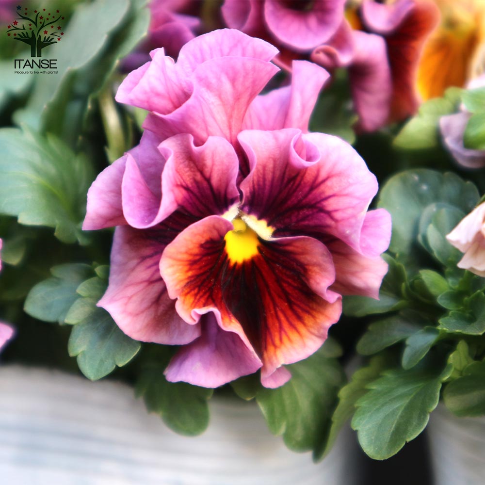 ＬＡ1４♥ビオラレディ ♥希少♥人気品種♥花苗ポットごと発送♥パンジービオラ LA57♥ビオラレディ♥希少♥人気品種♥花苗ポットごと発送