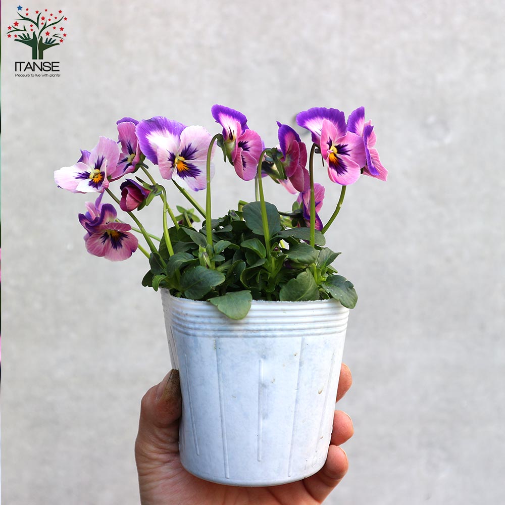 うえたコレクション パンジー&ビオラ4個～【花苗 3.5号ポット 色