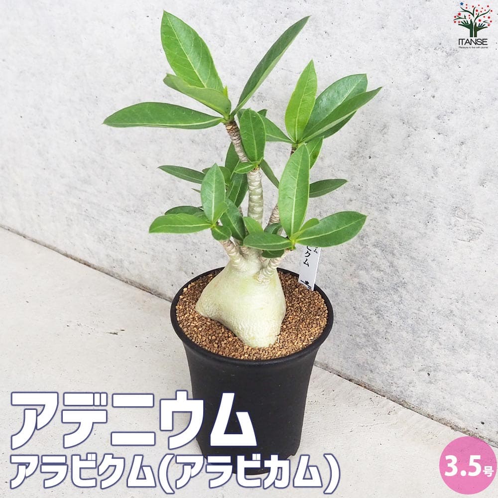 アデニウム アラビクム(アラビカム)【観葉植物 3.5号鉢Mサイズ