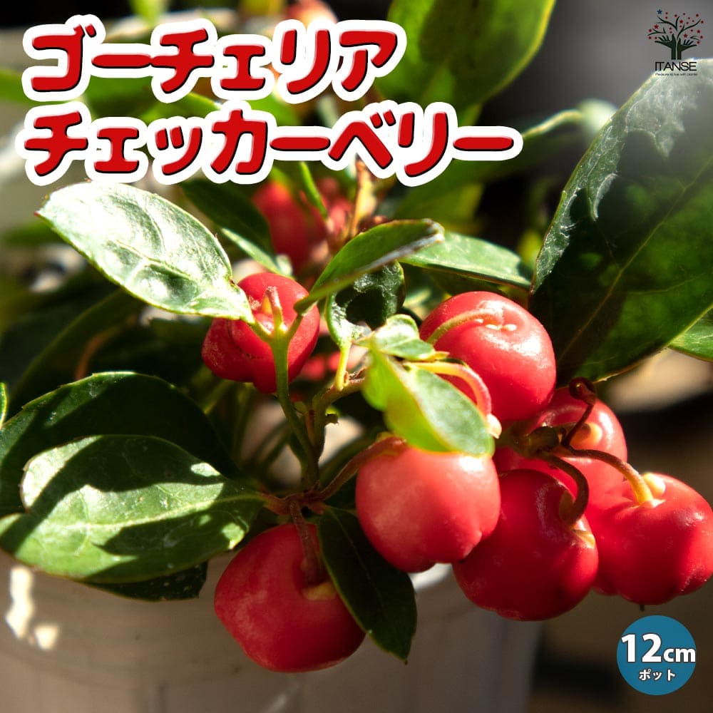 ゴーチェリア チェッカーベリー(ビックベリー)【花木苗 12cmポット