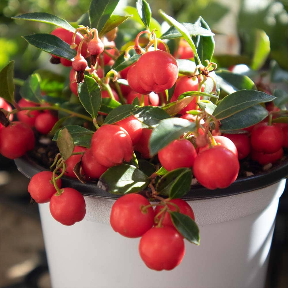 ゴーチェリア チェッカーベリー(ビックベリー)【花木苗 12cmポット