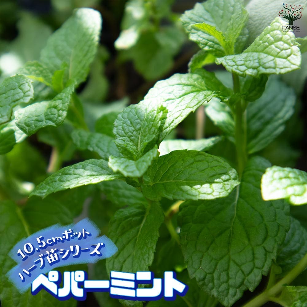 ペパーミント 10.5cm2個～【おうちで簡単！育てやすい10.5cmポットハーブ苗シリーズ！】