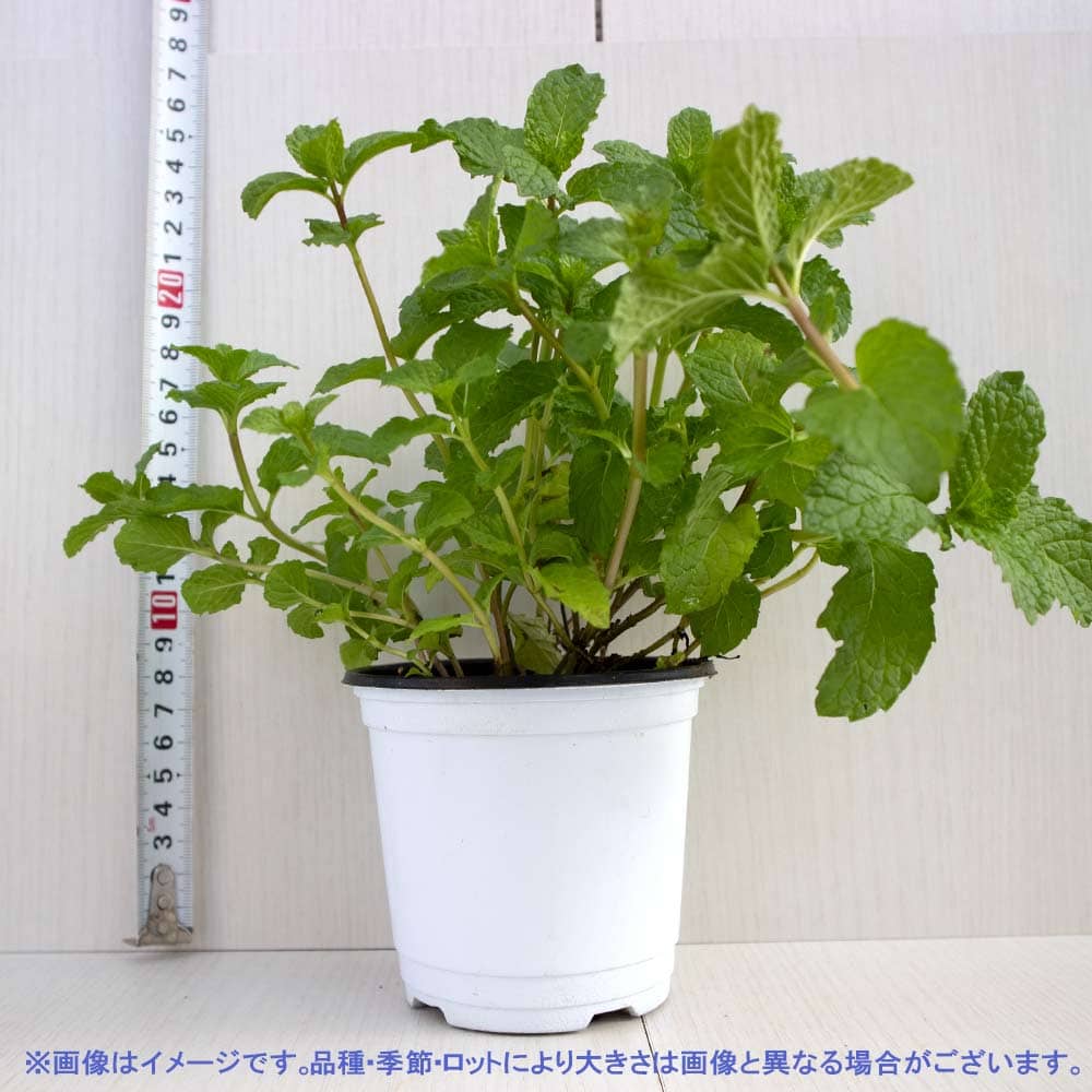 ペパーミント 10.5cm2個～【おうちで簡単！育てやすい10.5cmポットハーブ苗シリーズ！】