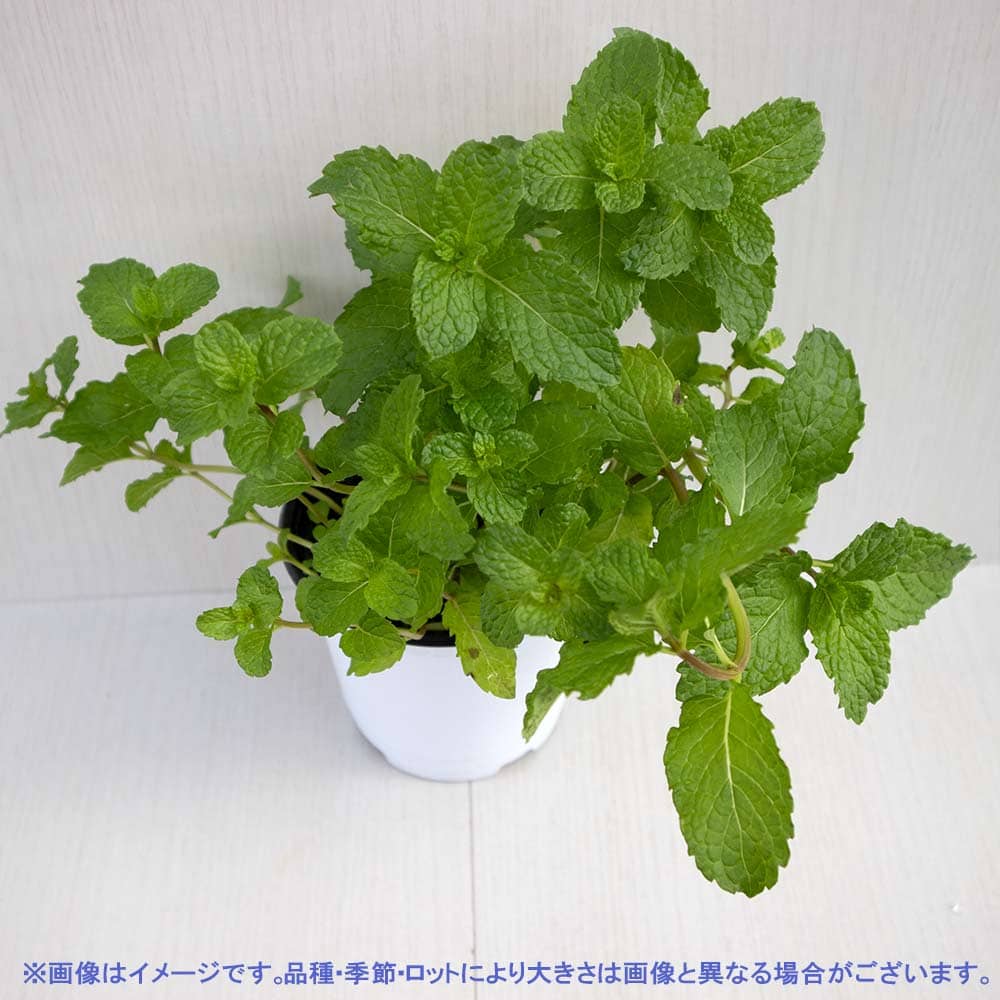 ペパーミント 10.5cm2個～【おうちで簡単！育てやすい10.5cmポットハーブ苗シリーズ！】